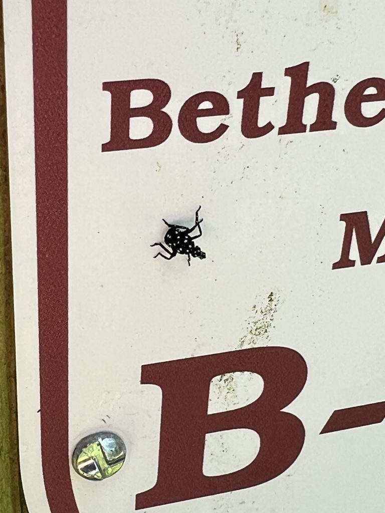 Be on the lookout: Spotted lanternfly nymphs beginning to hatch - Vimarsana News